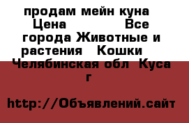 продам мейн куна › Цена ­ 15 000 - Все города Животные и растения » Кошки   . Челябинская обл.,Куса г.